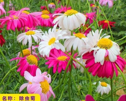 哪些花卉会吸引苍蝇繁殖？这些花卉有什么特性？