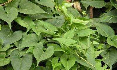 哪些植物可以用来顺滑头发？使用方法和效果如何？