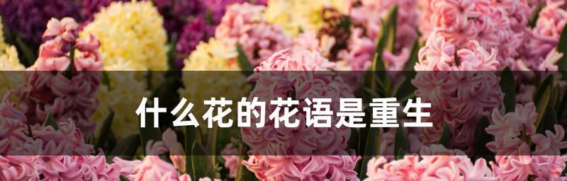 哪种花的花语代表遗忘？它通常用于什么场合？
