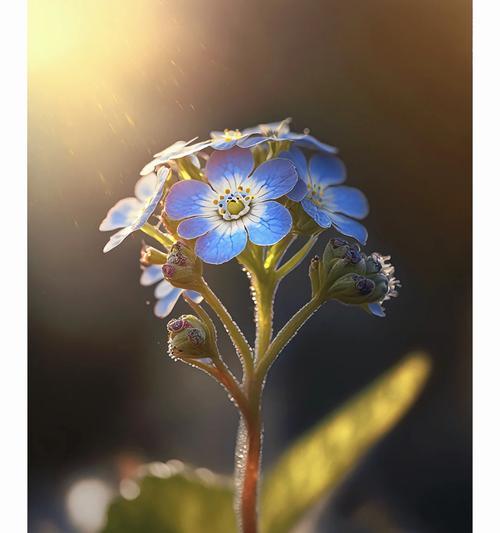 哪种花的花语代表遗忘？它通常用于什么场合？