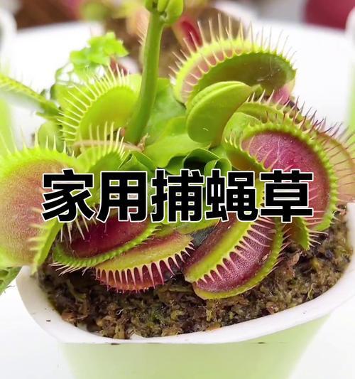 苍蝇害怕什么植物？这些植物有哪些特性？