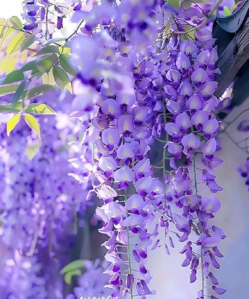哪种花的花语代表爱情？爱情花语有哪些？
