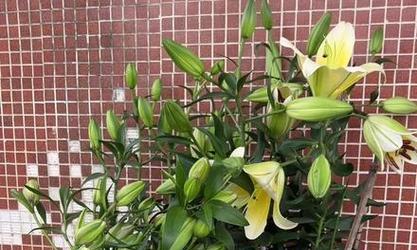 秋百合的最佳种植时间及开花期？
