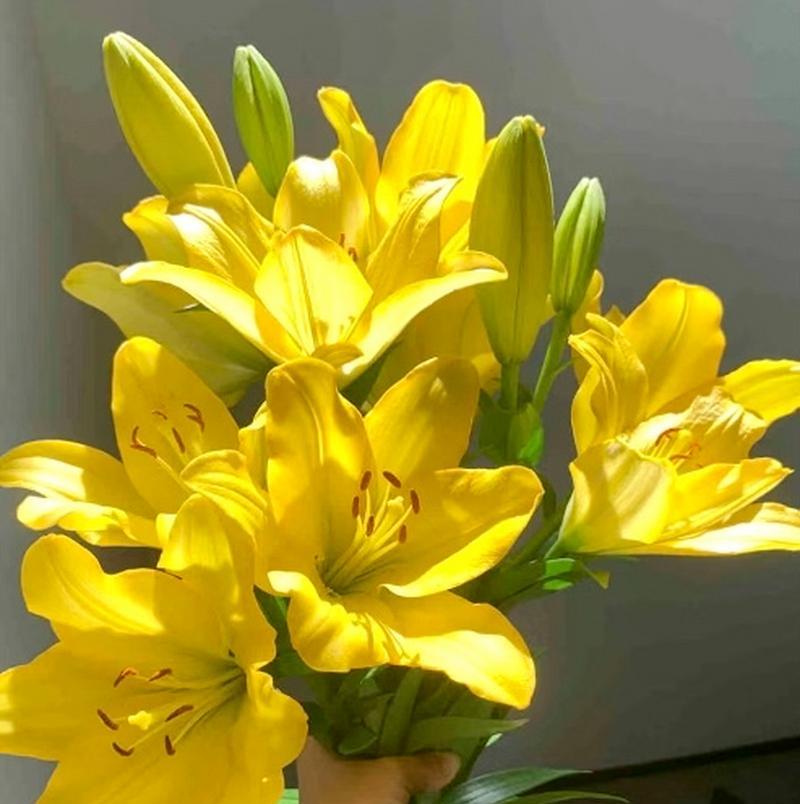 秋百合的最佳种植时间及开花期？