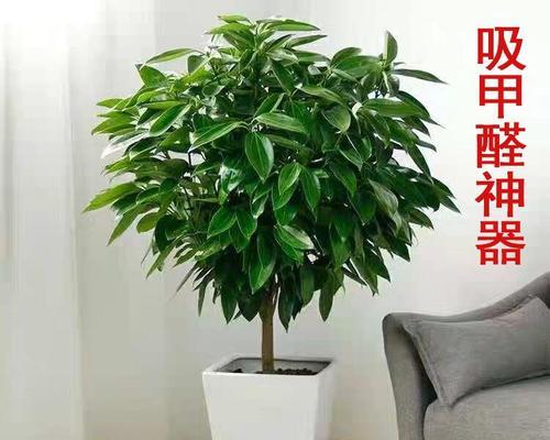 大盆栽植物大全中有哪些名字？它们的特性是什么？