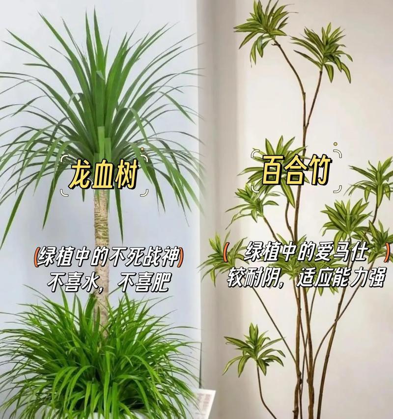 大盆栽植物大全中有哪些名字？它们的特性是什么？