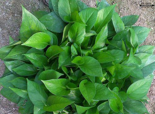 大盆栽植物大全中有哪些名字？它们的特性是什么？