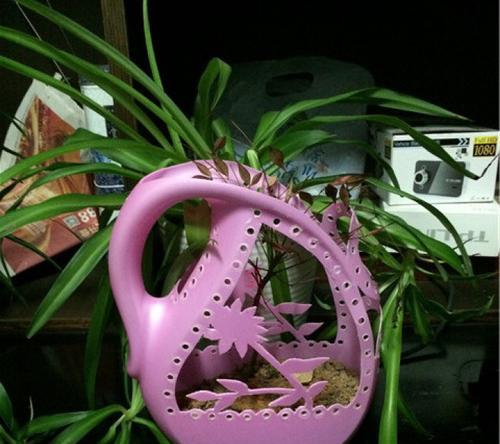 洗衣植物有哪些特别之处？