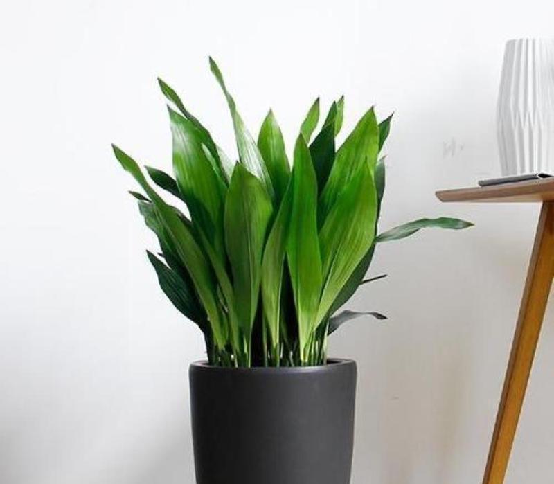 纤尘花卉绿植有哪些推荐品种？