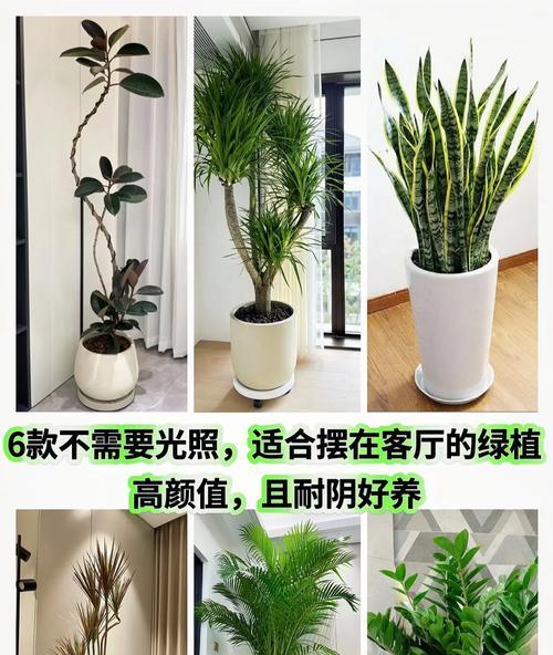 纤尘花卉绿植有哪些推荐品种？