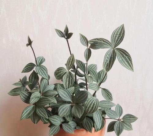 纤尘花卉绿植有哪些推荐品种？