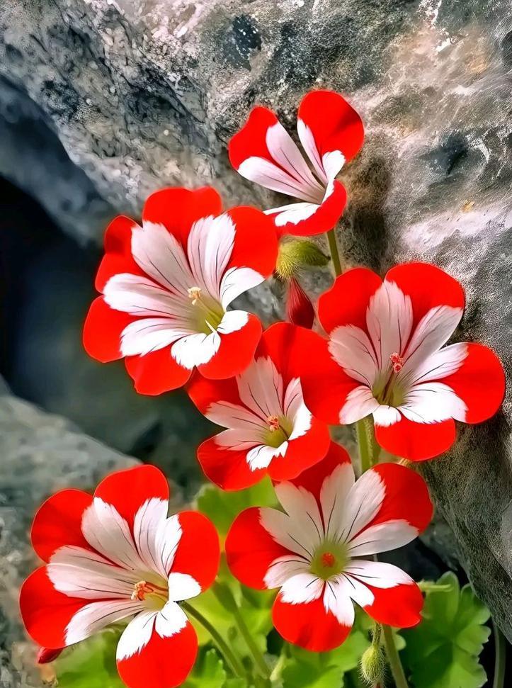 花卉的色彩测验有什么含义？