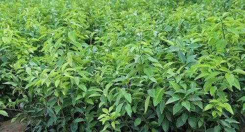 无限繁殖的植物怎么育苗？育苗过程中需要注意什么？