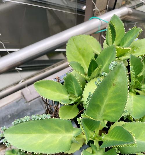 无限繁殖的植物怎么育苗？育苗过程中需要注意什么？
