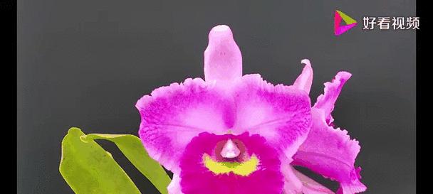 哪些花卉象征着威严？它们在园艺设计中如何应用？