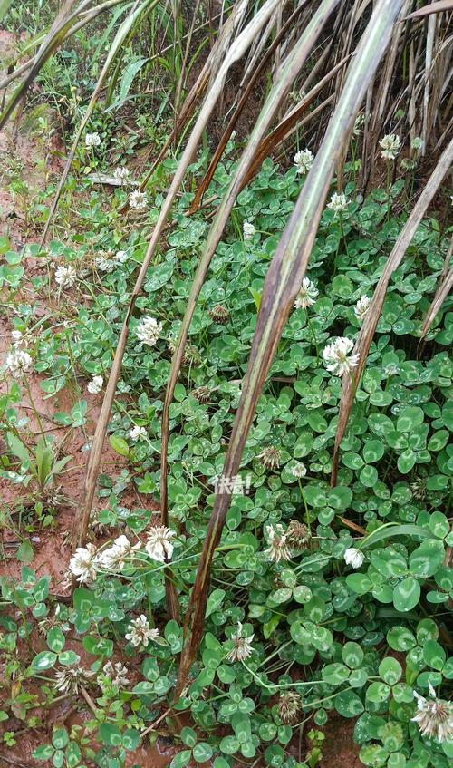 西北地区野外常见哪些植物？西北野外植物种类有哪些？