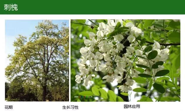 西北地区野外常见哪些植物？西北野外植物种类有哪些？