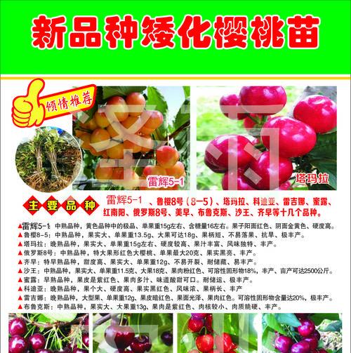 怎么嫁接出来大樱桃树枝条？有哪些步骤和技巧？