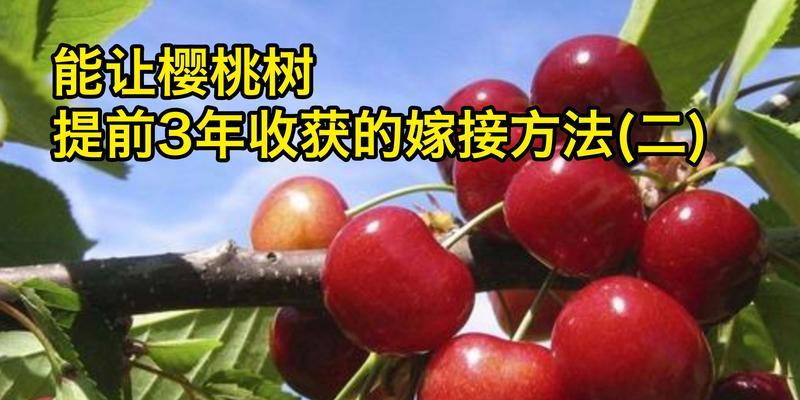 怎么嫁接出来大樱桃树枝条？有哪些步骤和技巧？