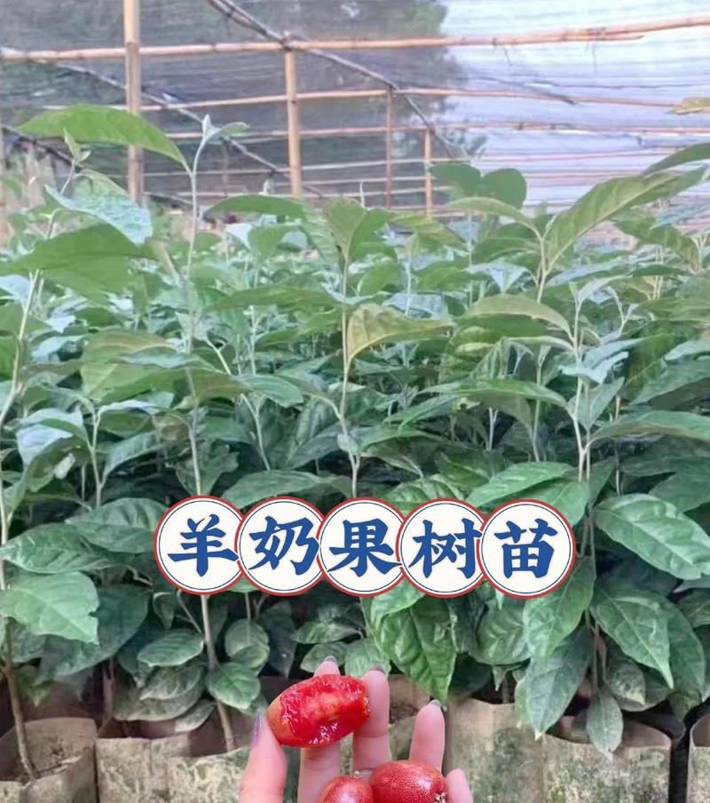 羊奶果树盆栽象征什么？盆栽的寓意有哪些？