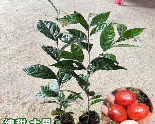 羊奶果树盆栽象征什么？盆栽的寓意有哪些？