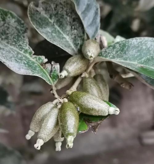 羊奶果树盆栽象征什么？盆栽的寓意有哪些？