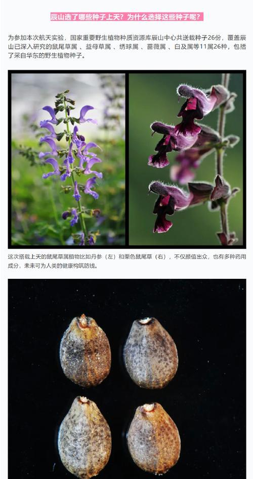 种子植物有真正的什么？种子植物的特性是什么？