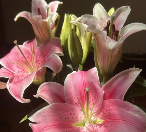 百合花象征着什么？百合花的花语有哪些？