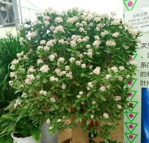 树阴下适合养什么花卉？如何保证花卉的生长？