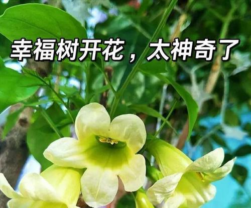 树阴下适合养什么花卉？如何保证花卉的生长？