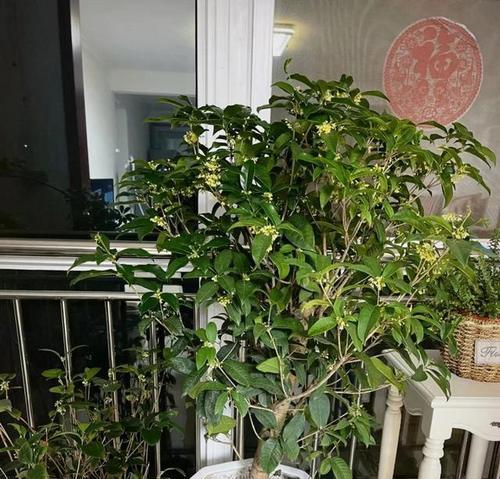 树阴下适合养什么花卉？如何保证花卉的生长？