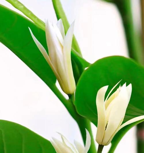 海南气候适合种植哪些花卉？这些花卉的养护要点是什么？