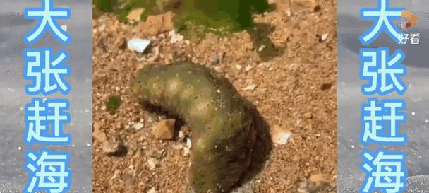 海边动植物是什么？海边生态系统中有哪些典型生物？