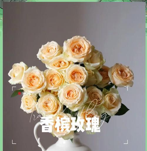 香槟玫瑰与白玫瑰组合的花语是什么？