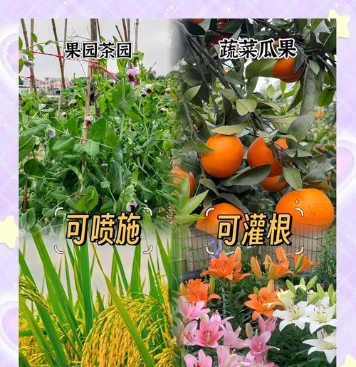植物蔬菜常见的除虫方法有哪些？如何有效防治害虫？