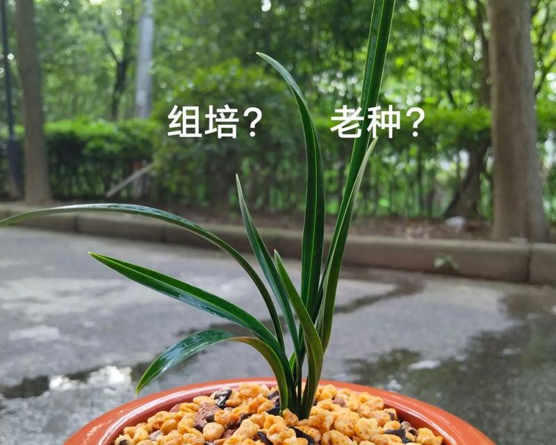 哪些花卉不适合组培种植？原因是什么？