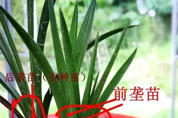 哪些花卉不适合组培种植？原因是什么？