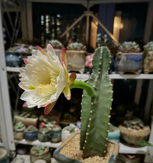 适合送给老人的植物有哪些？送老人植物的意义是什么？
