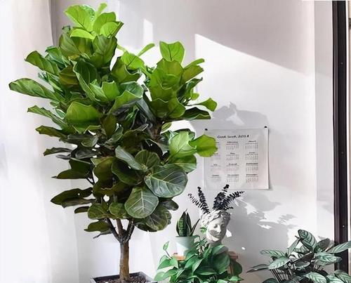 适合送给老人的植物有哪些？送老人植物的意义是什么？