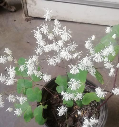 适合送给老人的植物有哪些？送老人植物的意义是什么？