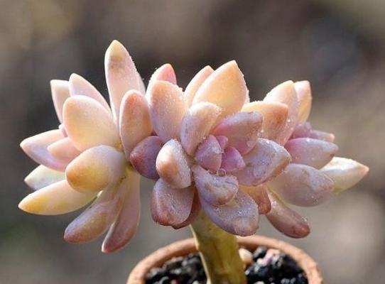 哪些多肉植物耐热？耐热多肉植物的选择标准是什么？