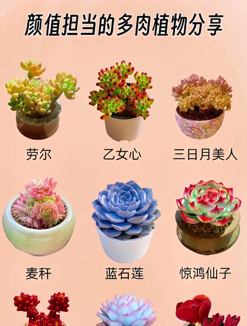哪些多肉植物耐热？耐热多肉植物的选择标准是什么？
