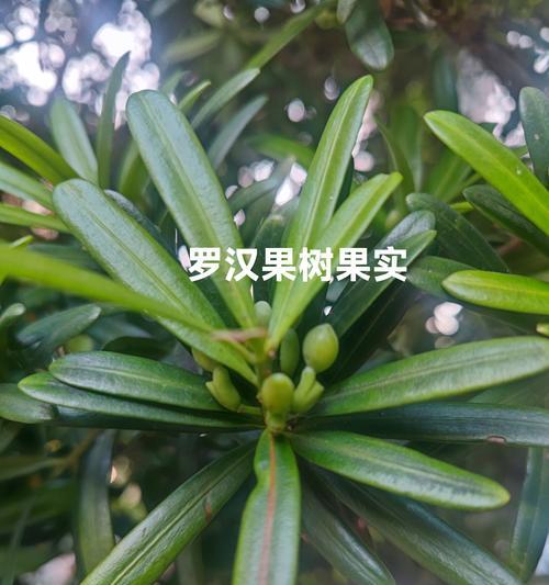 植物主要吸收哪些营养？如何确保它们的健康生长？