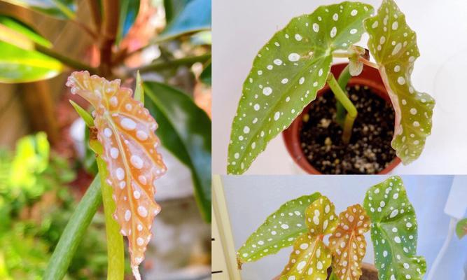 植物补光需要使用什么肥料？补光对植物生长有何影响？