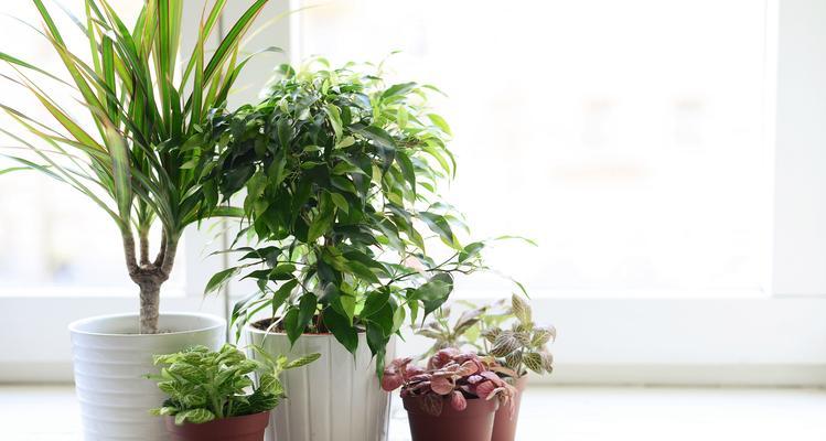 哪些花卉喜阴好湿？它们的养护要点是什么？