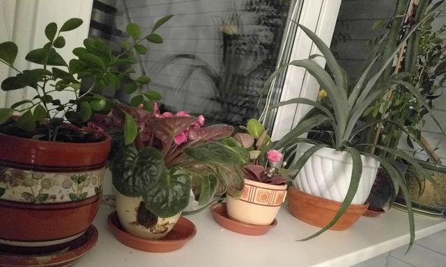 哪些室内花卉比较好养？它们的养护要点是什么？