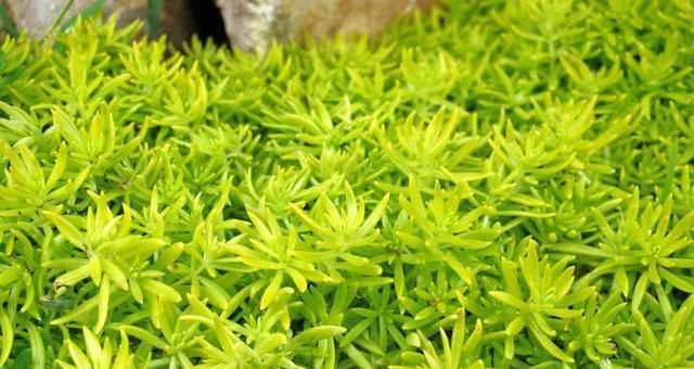 泥土加固植物的种类有哪些？