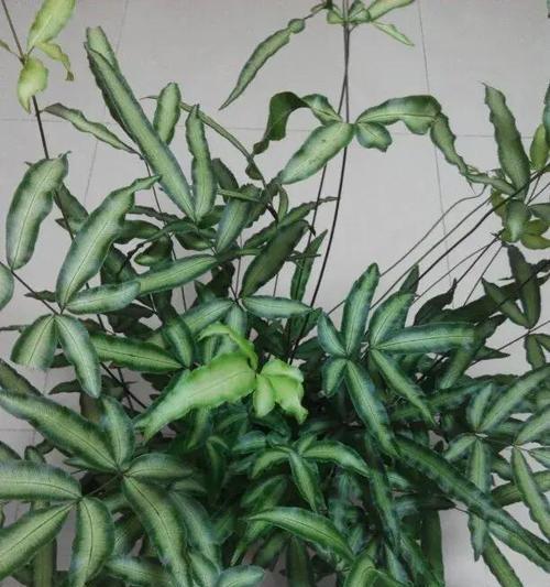 泥土加固植物的种类有哪些？