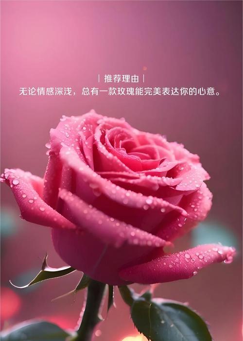 哪种花的花语最能表达心意？