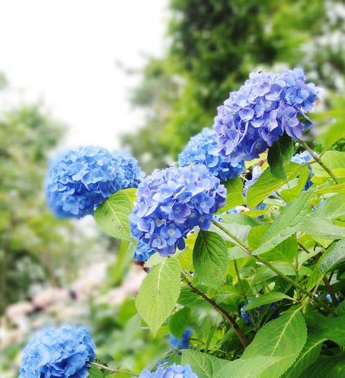 哪种花的花语最能表达心意？